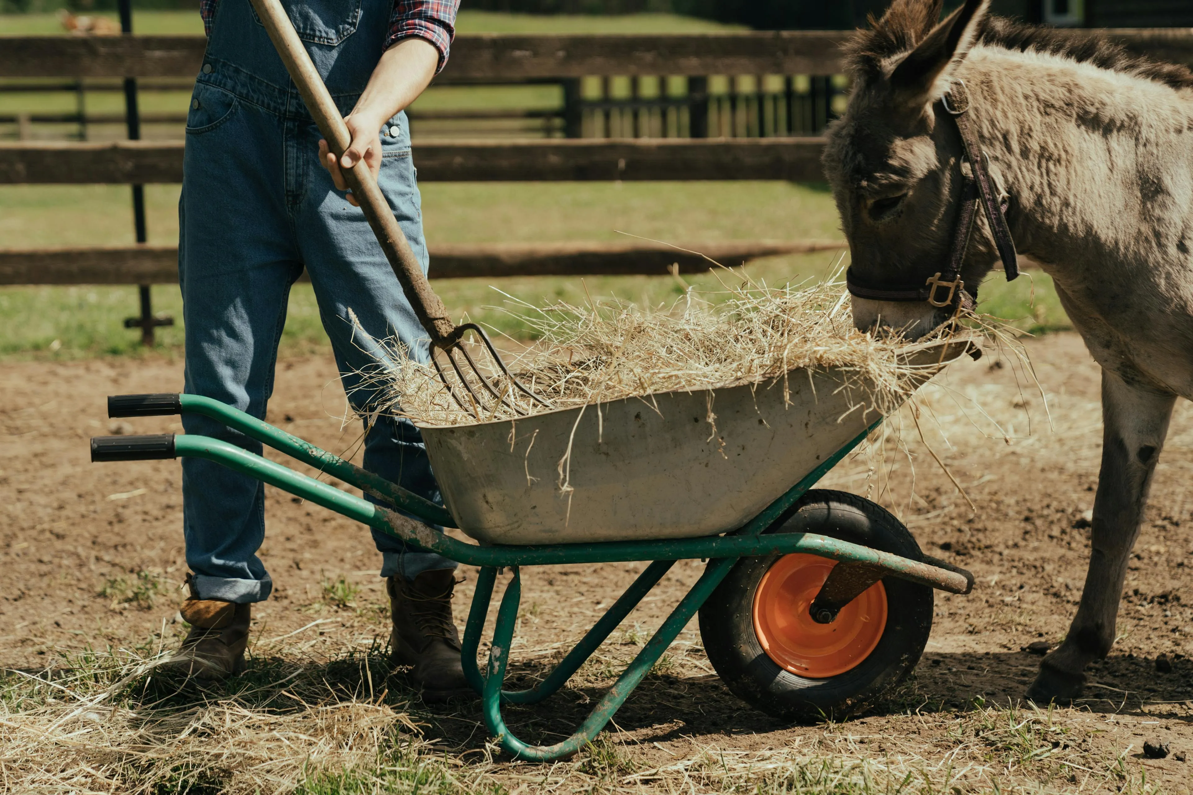 Farmer feeding