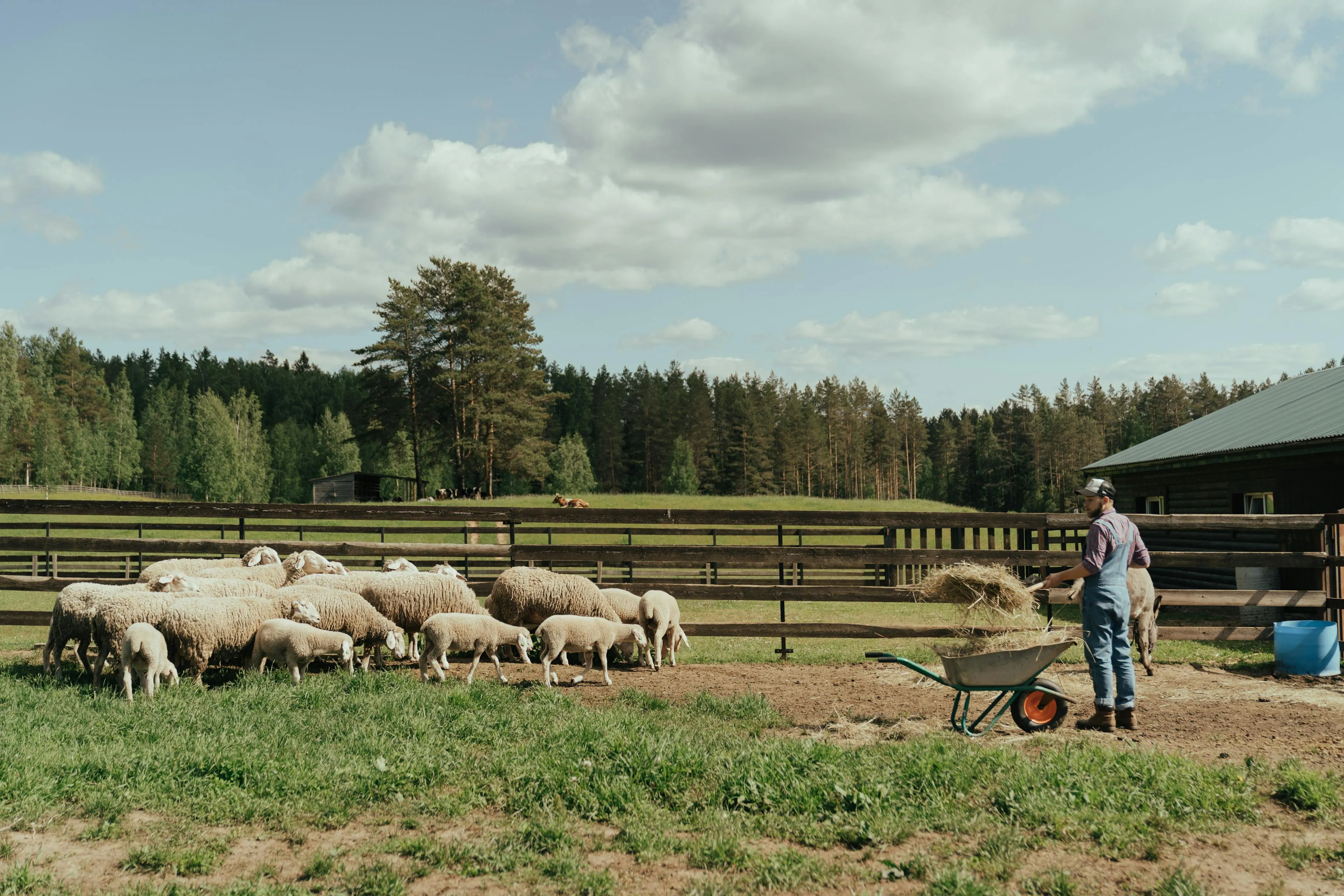 Farmer with Pack of Sheep