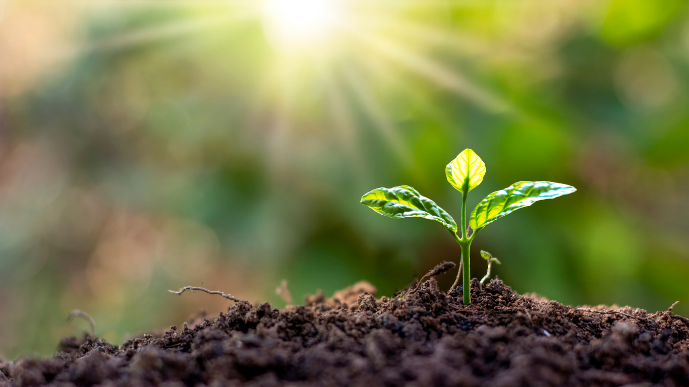 Young green seedling emerging from dark soil with sunlight shining in the background.