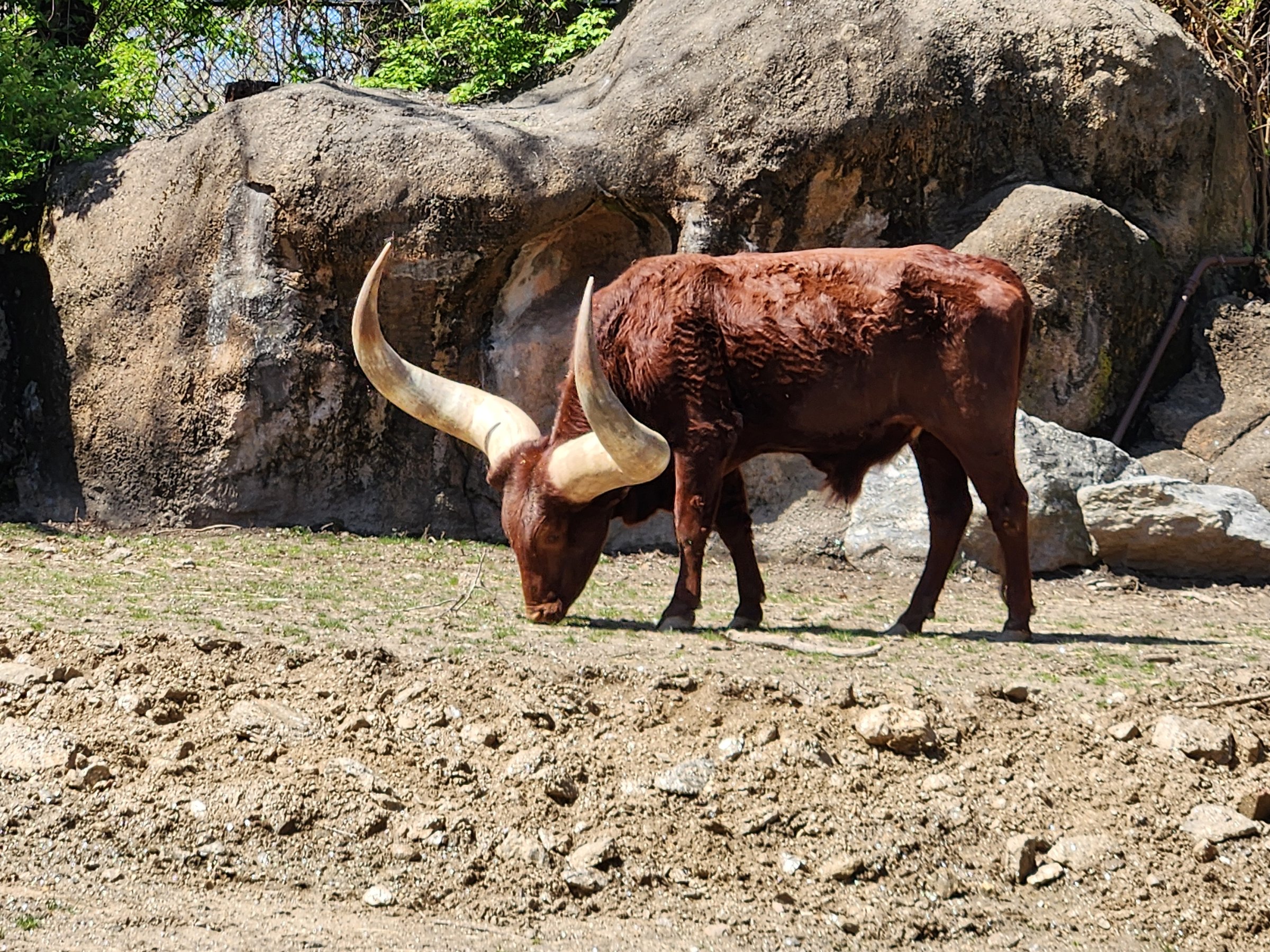 Ankole-Watusi cattle in the African Plains exhibit at the Philadelphia Zoo