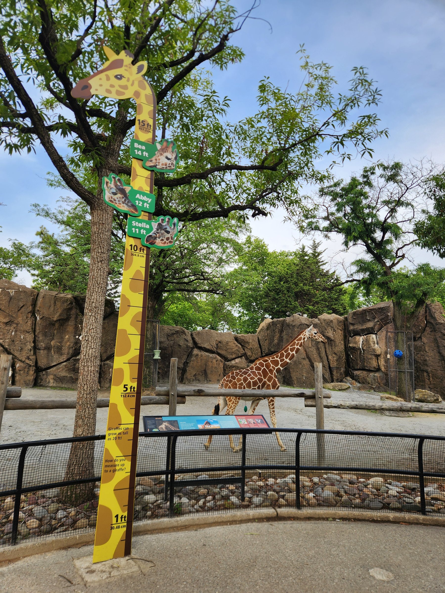 18 foot giraffe height marker sign standing in a tree with a real giraffe in the exhibit behind it