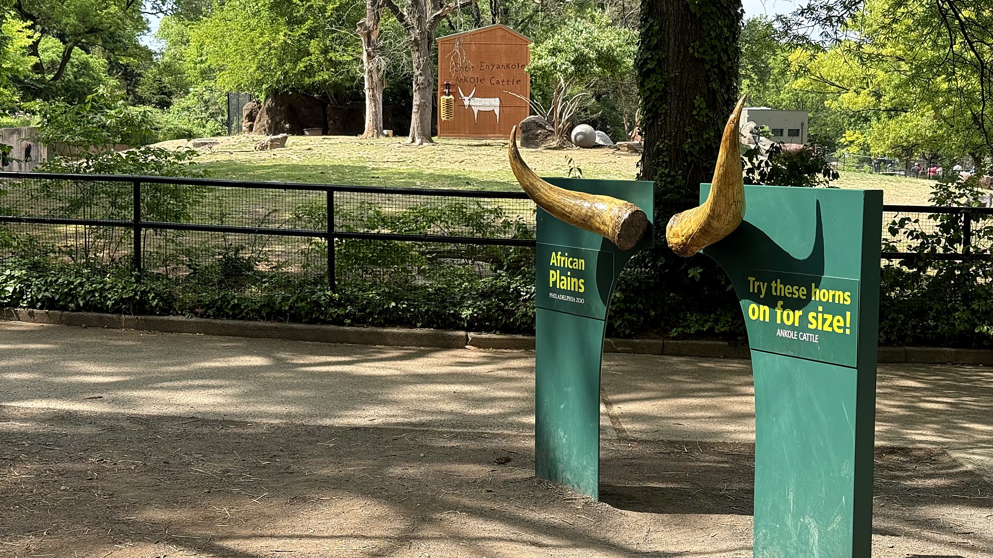 Ankole horns photo op installed in front of the African Plains exhibit at the Philadelphia Zoo