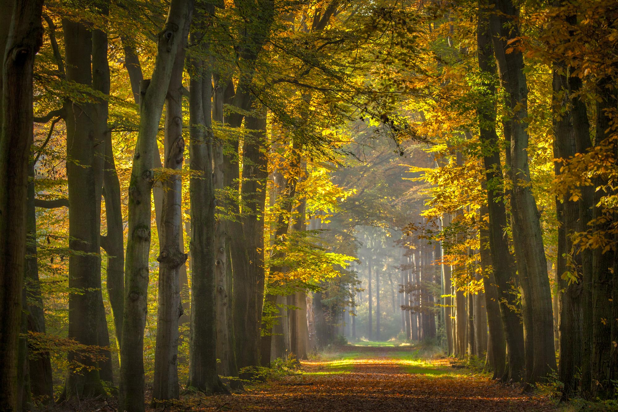 Seizoen in de takken