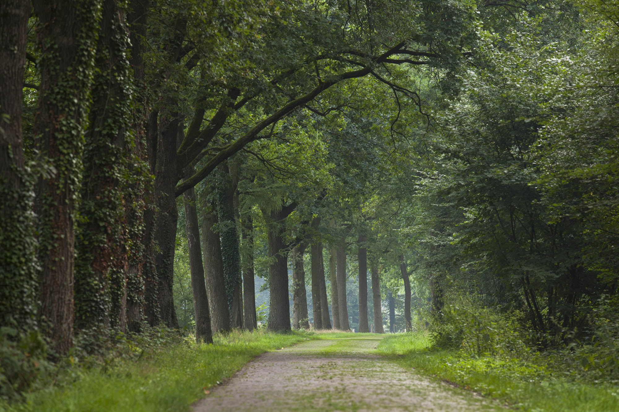 Spiegel van de aarde