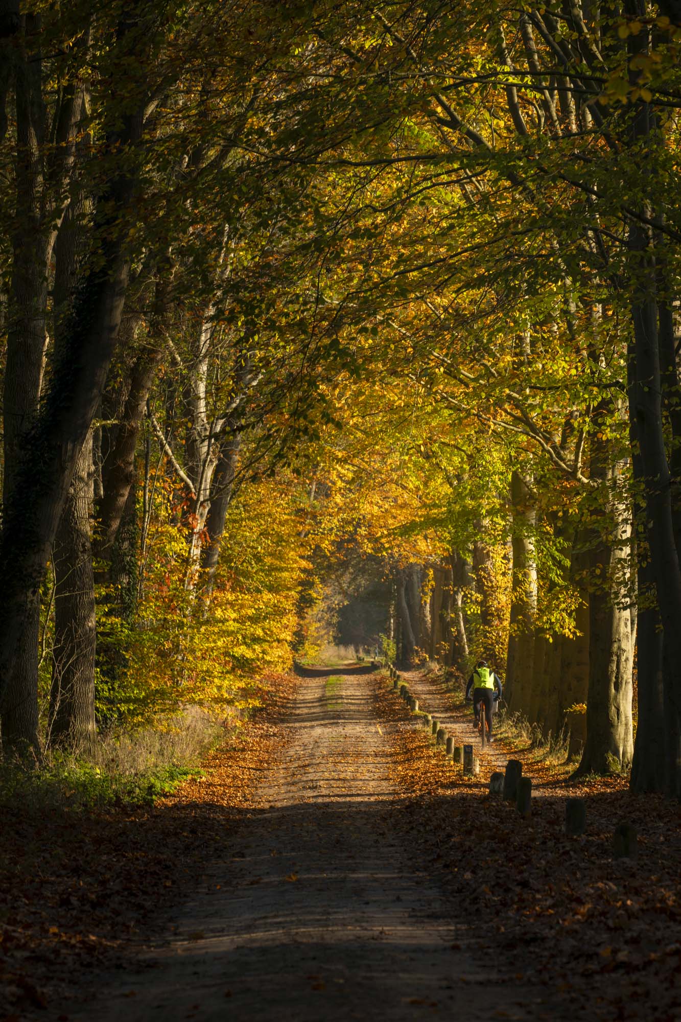 Crossen door de bossen