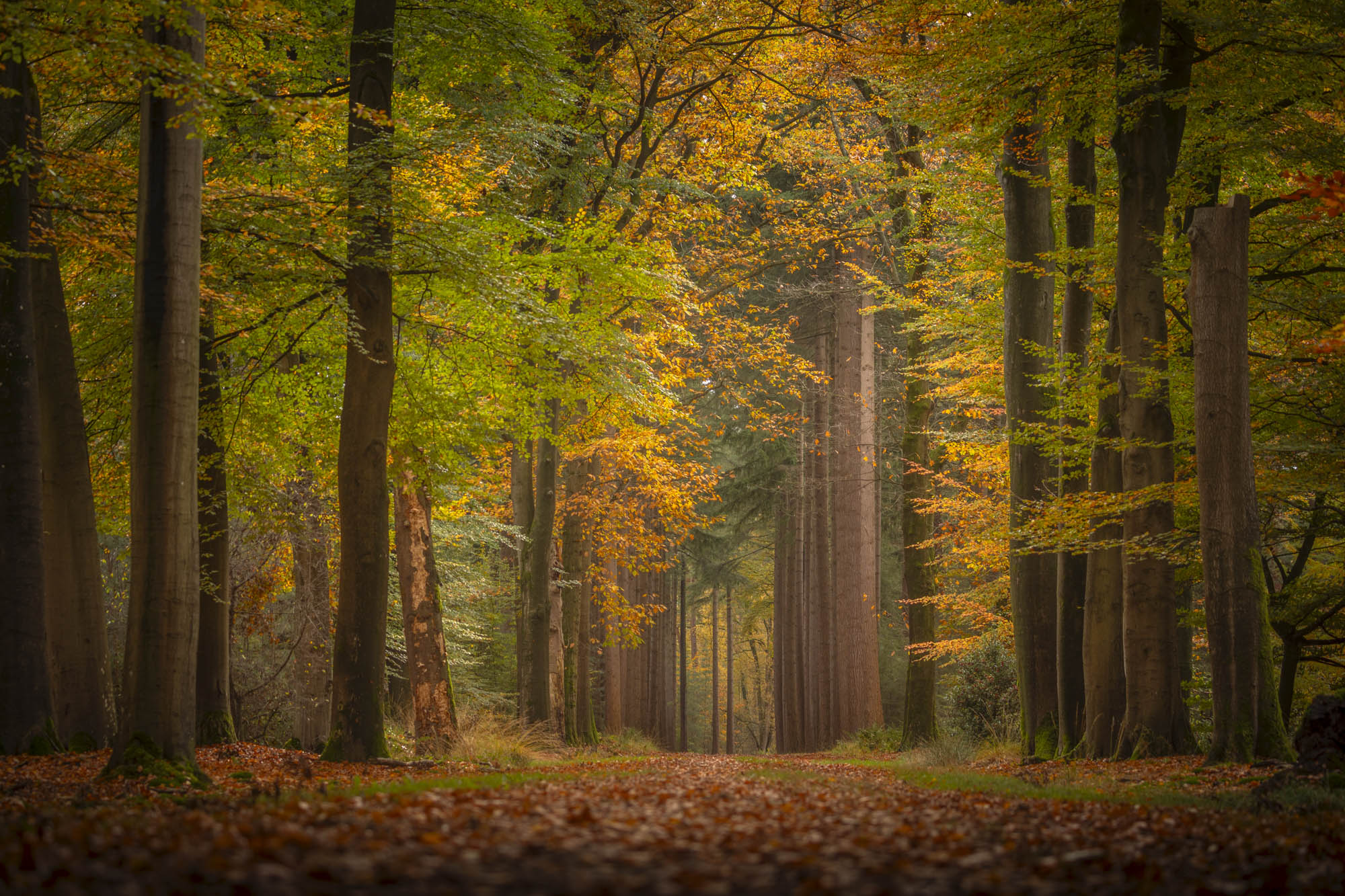 Zoals herfst bedoeld is