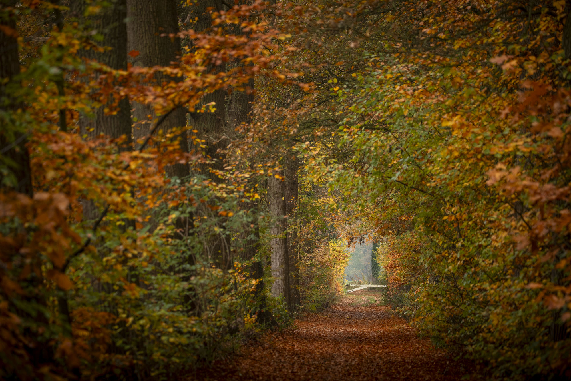 Wesfeldsdiekske in de herfst