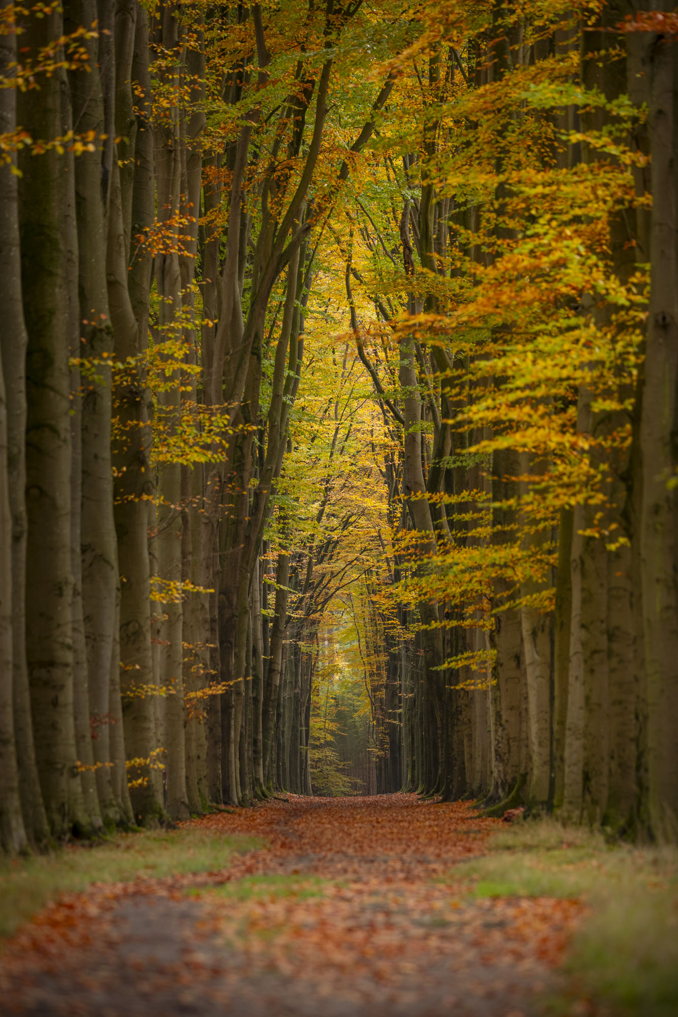 De tunnel van herfst