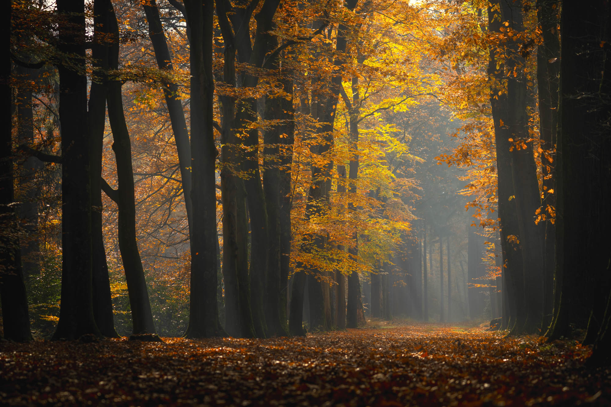 Beter gaat het niet worden