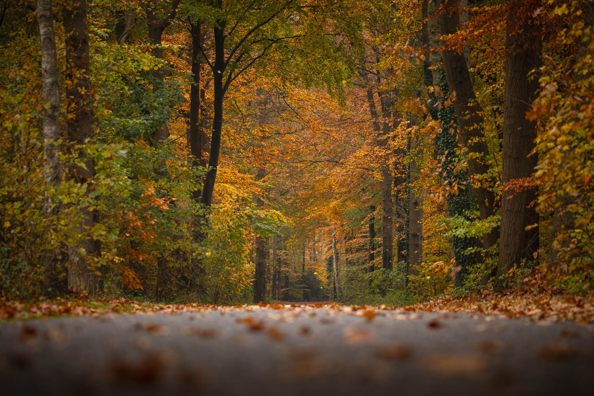 De weg door de seizoenen