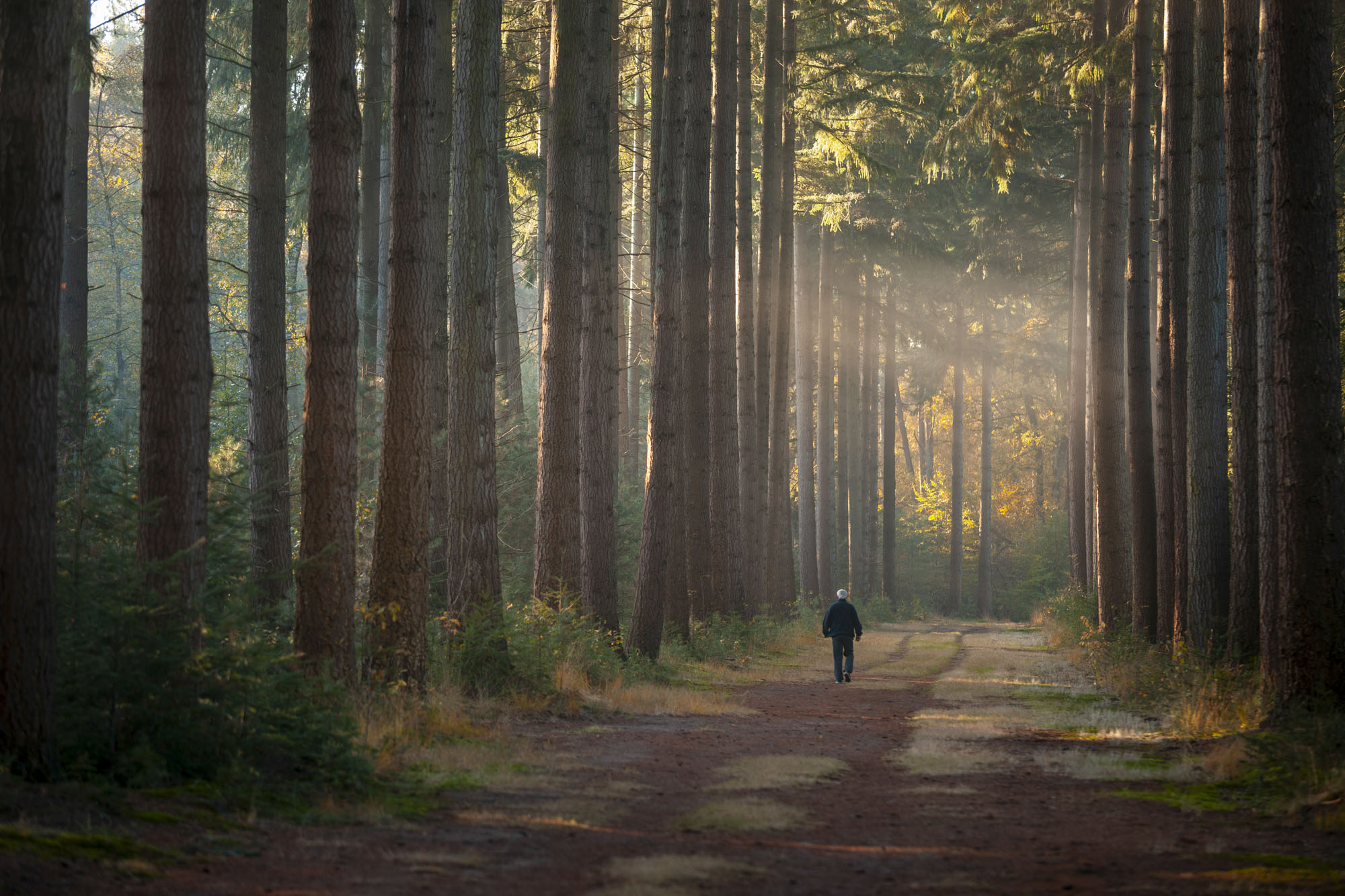 Wandelen tussen de reuzen
