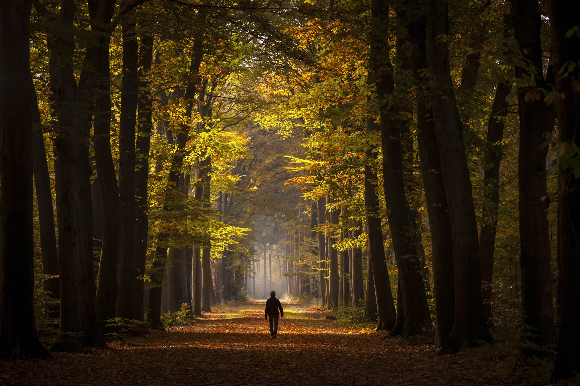 Wandeling door het goud
