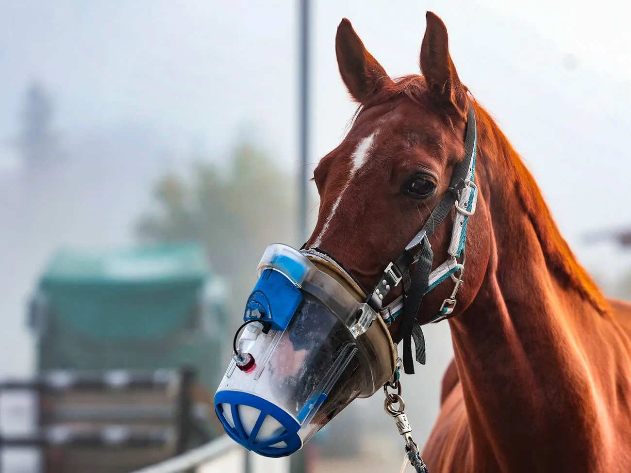 Veterinary inhaler recycling program