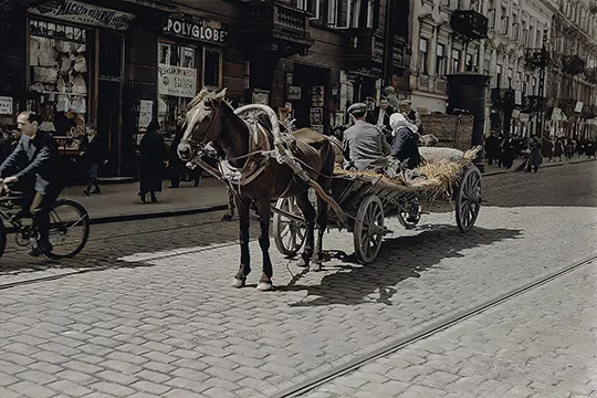 Zajac Foto