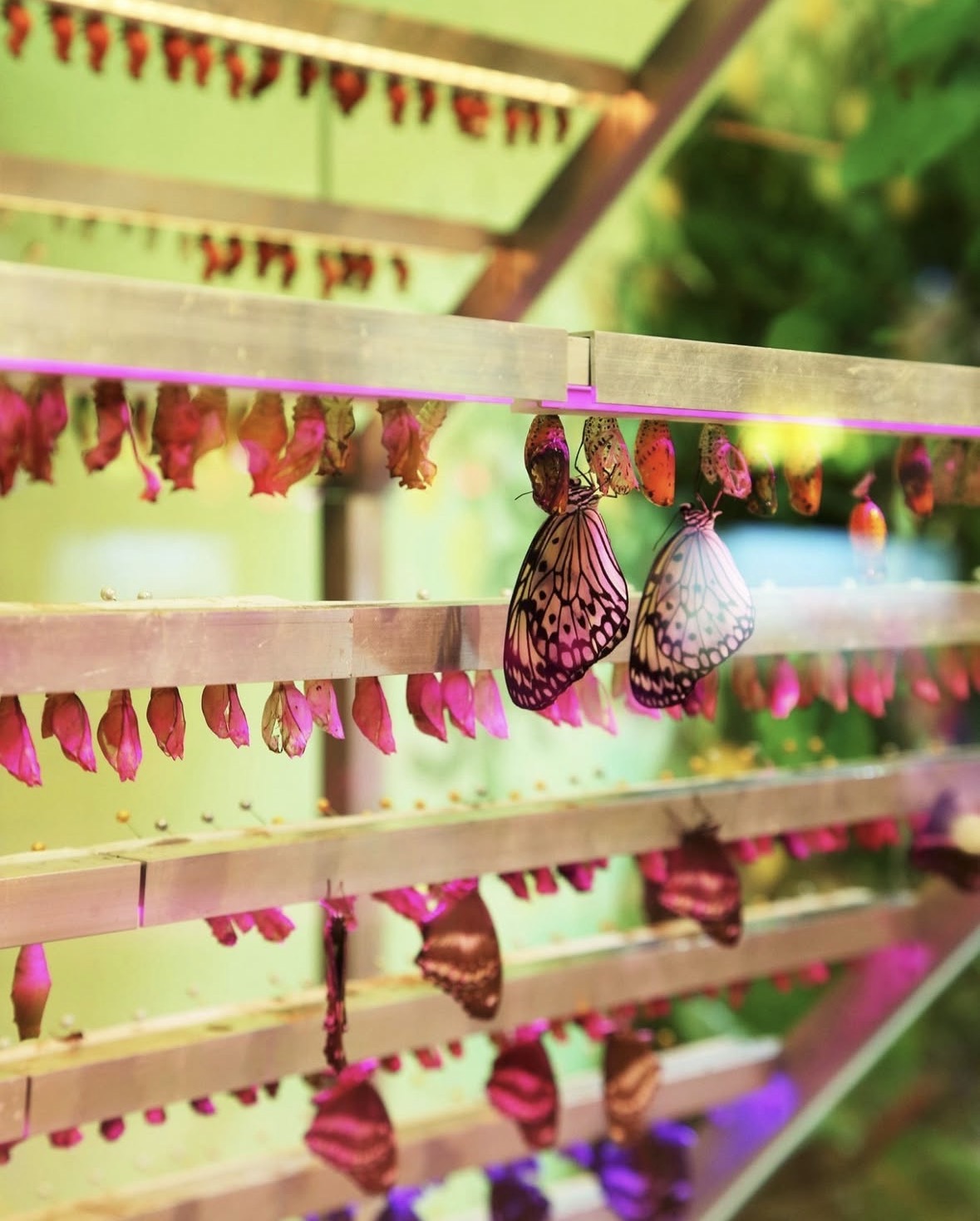 Image de la collaboration