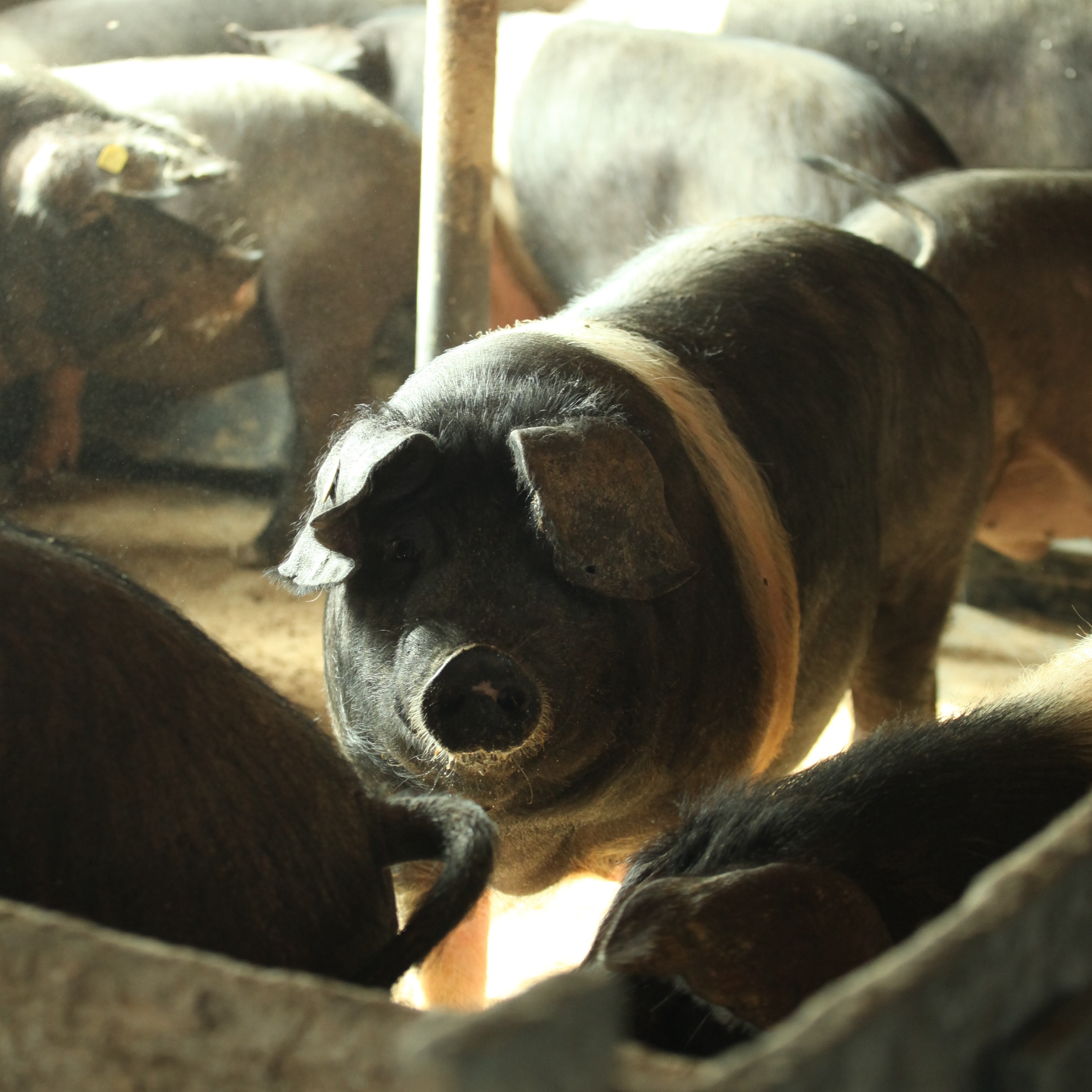 image of sustainable agriculture