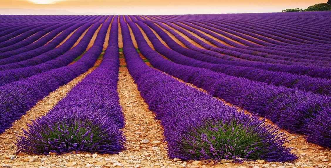 PROVENCE 2026