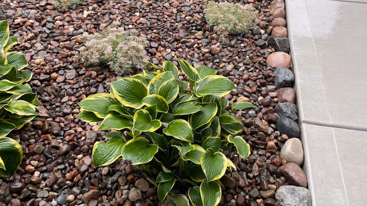Curb appeal landscaping for front yard near me