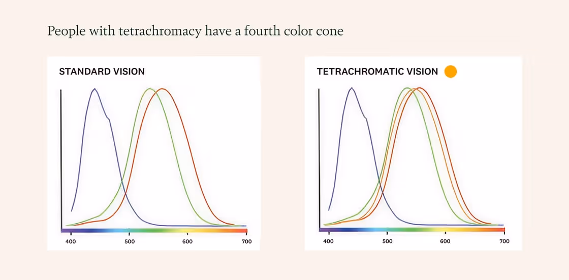 Rewild4-tetrachromacy