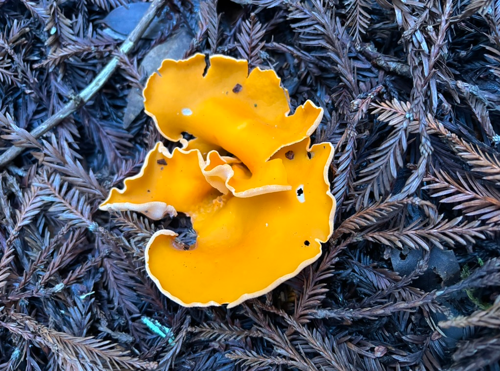 Rewild 6 - orangle peel mushroom