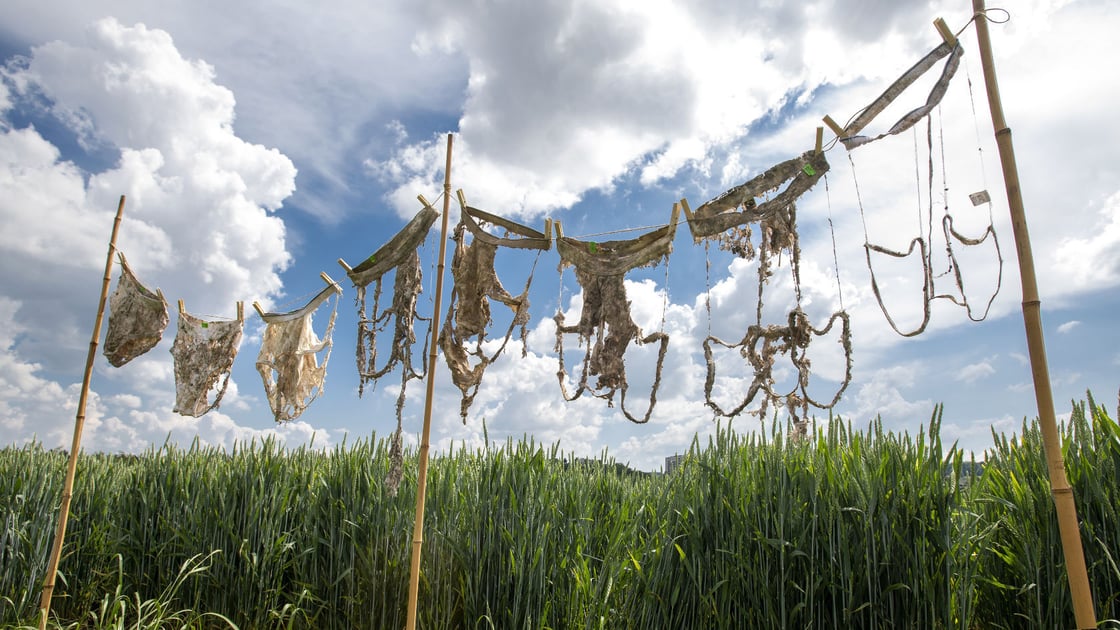 underwear soil health