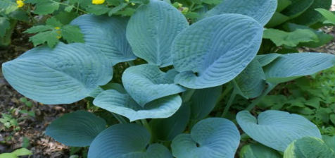 bluehosta