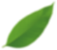 large green leaf pointing right