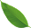 medium sized green leaf pointing left