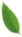 medium sized green leaf pointing up