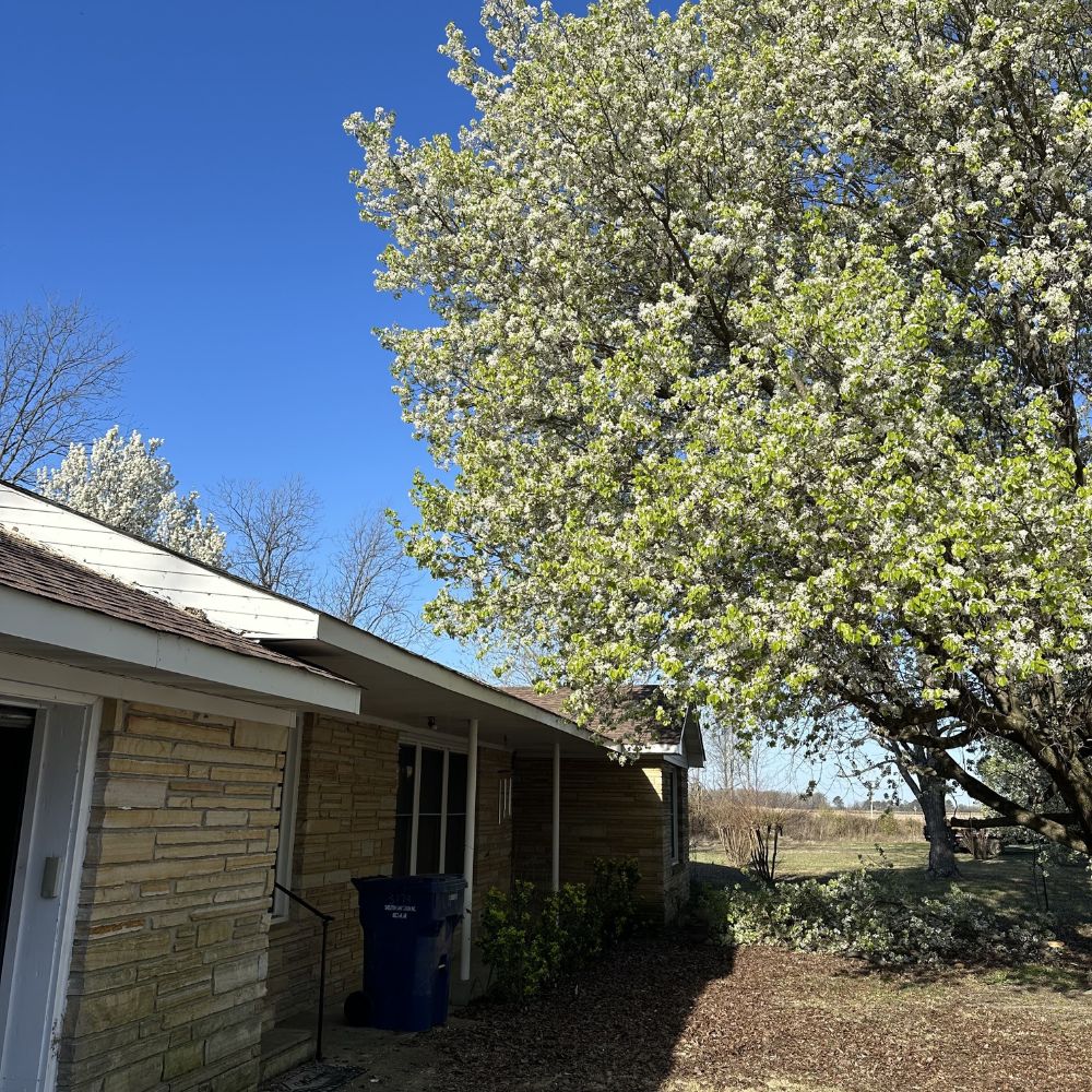 tree leaning over on top of roof of house