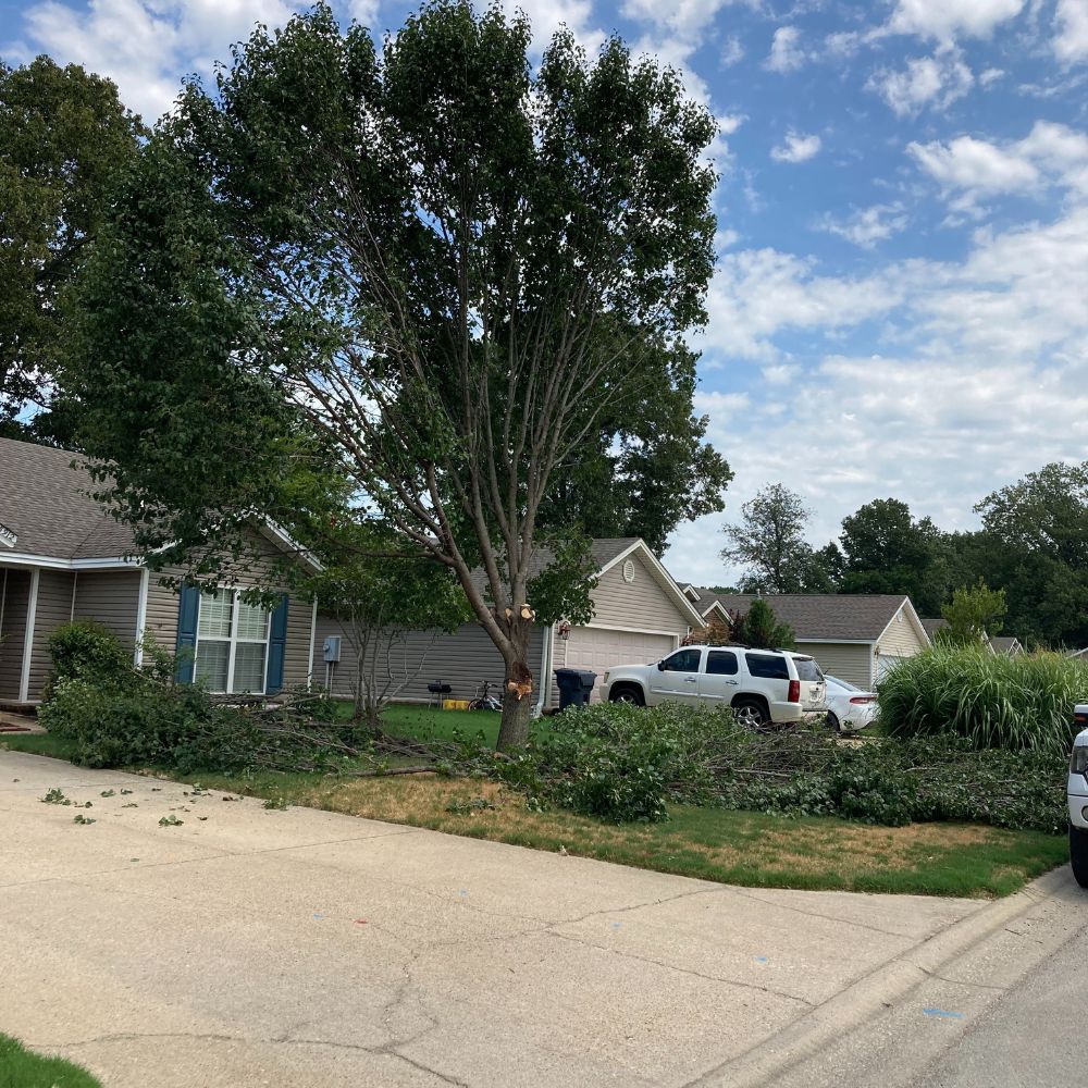large tree in front yard of home being trimmed down