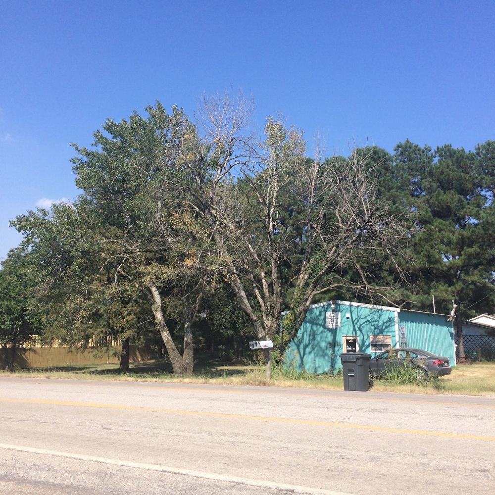 teel building with large trees in front