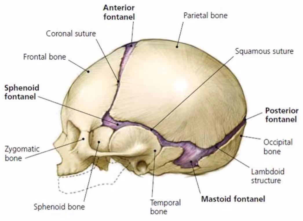 Lateral view of the infant skull showing the anterior and posterior fontanelles, sphenoid and mastoid fontanelles, and the coronal, squamous, and lambdoid sutures.