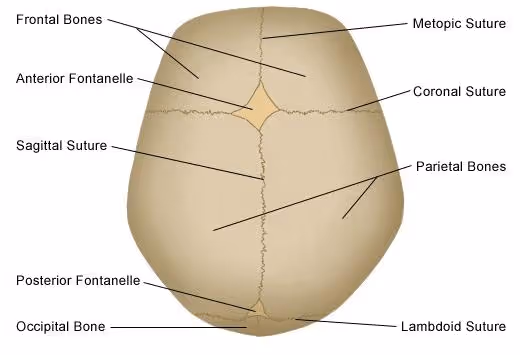 Superior (top-down) view of the infant skull labeling the frontal bones, parietal bones, occipital bone, anterior and posterior fontanelles, and the metopic, coronal, sagittal, and lambdoid sutures.