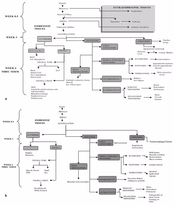 Two-part embryology flowchart. The top panel maps normal development from zygote and blastocyst through gastrulation into ectoderm, mesoderm, and endoderm derivatives across weeks 0 to term. The bottom panel shows the corresponding malformations that arise when each developmental step is disrupted, including open and closed neural tube defects, dermoid and lipoma from the dermatome, and encephalocele.