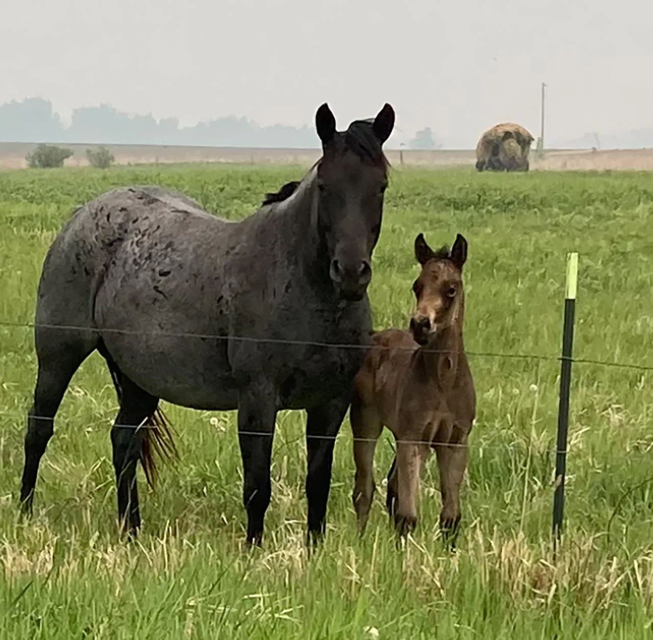 horses looking at camera