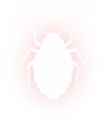 Bed Bugs extermination