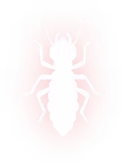 Drain Fly Removal