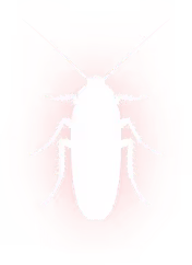 Pest Control
