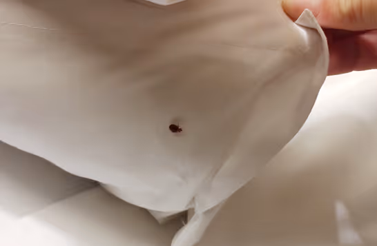 Dealing with Bed Bug Infestations in Houston County, TX