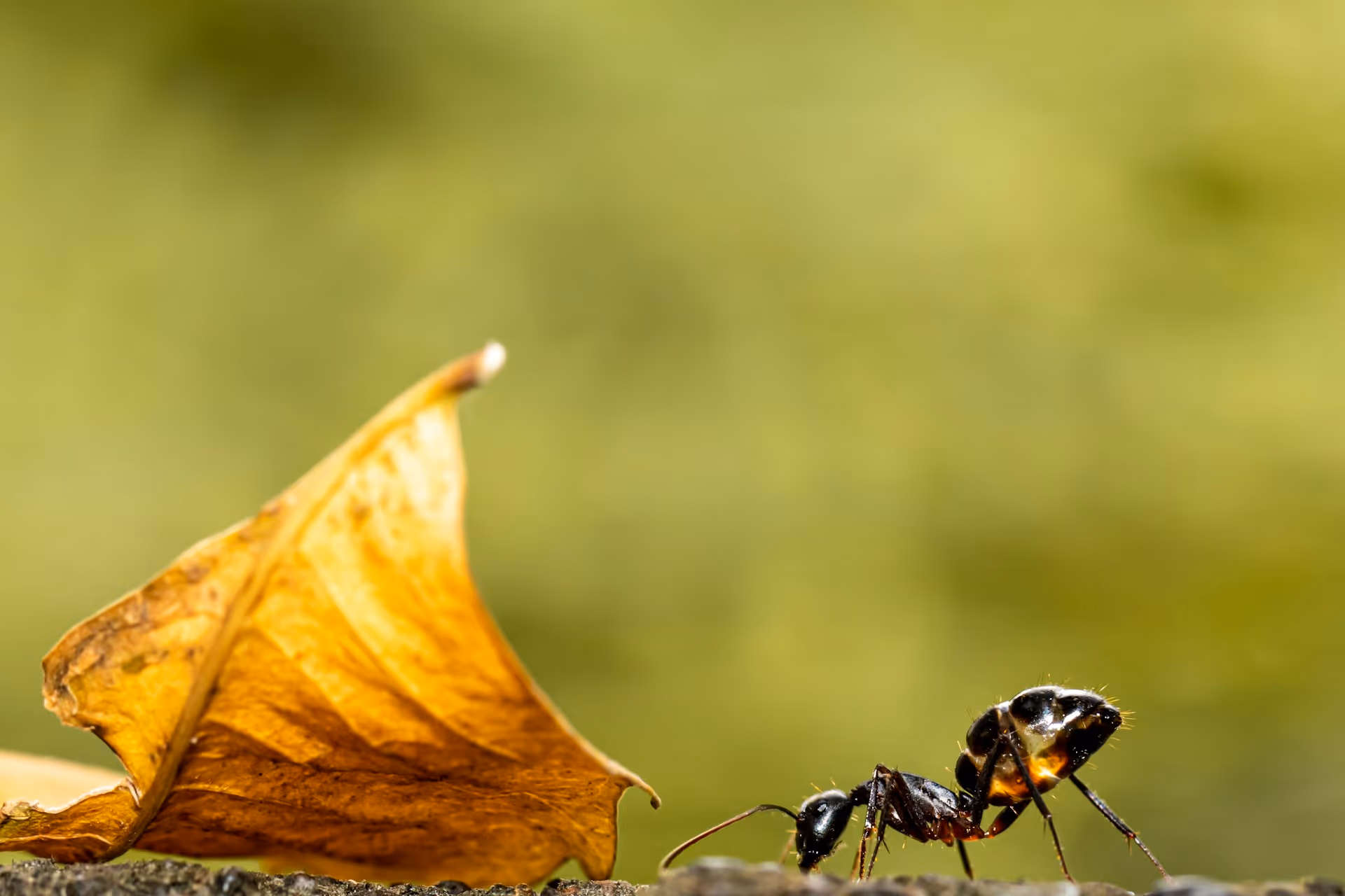 Comprehensive Ant Exterminator Services in Lufkin, TX for a Pest-Free Home