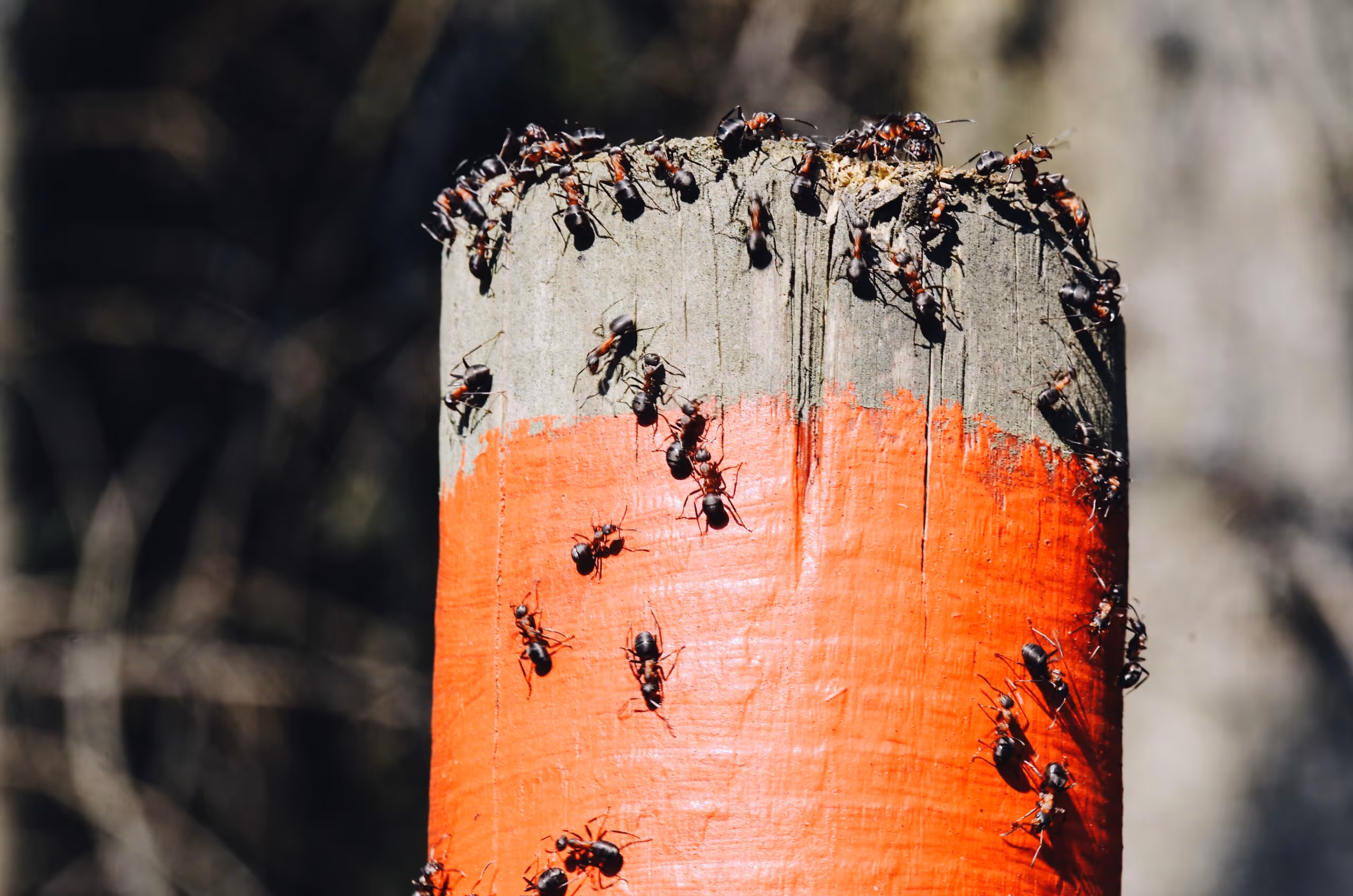 Essential Ant Exterminator Services for Homeowners in Livingston, TX
