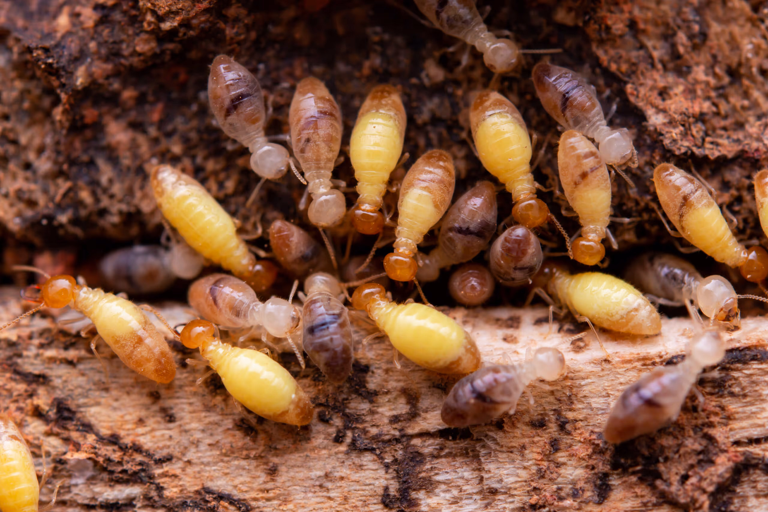 Comprehensive Termite Control Solutions for Lufkin, TX Homes