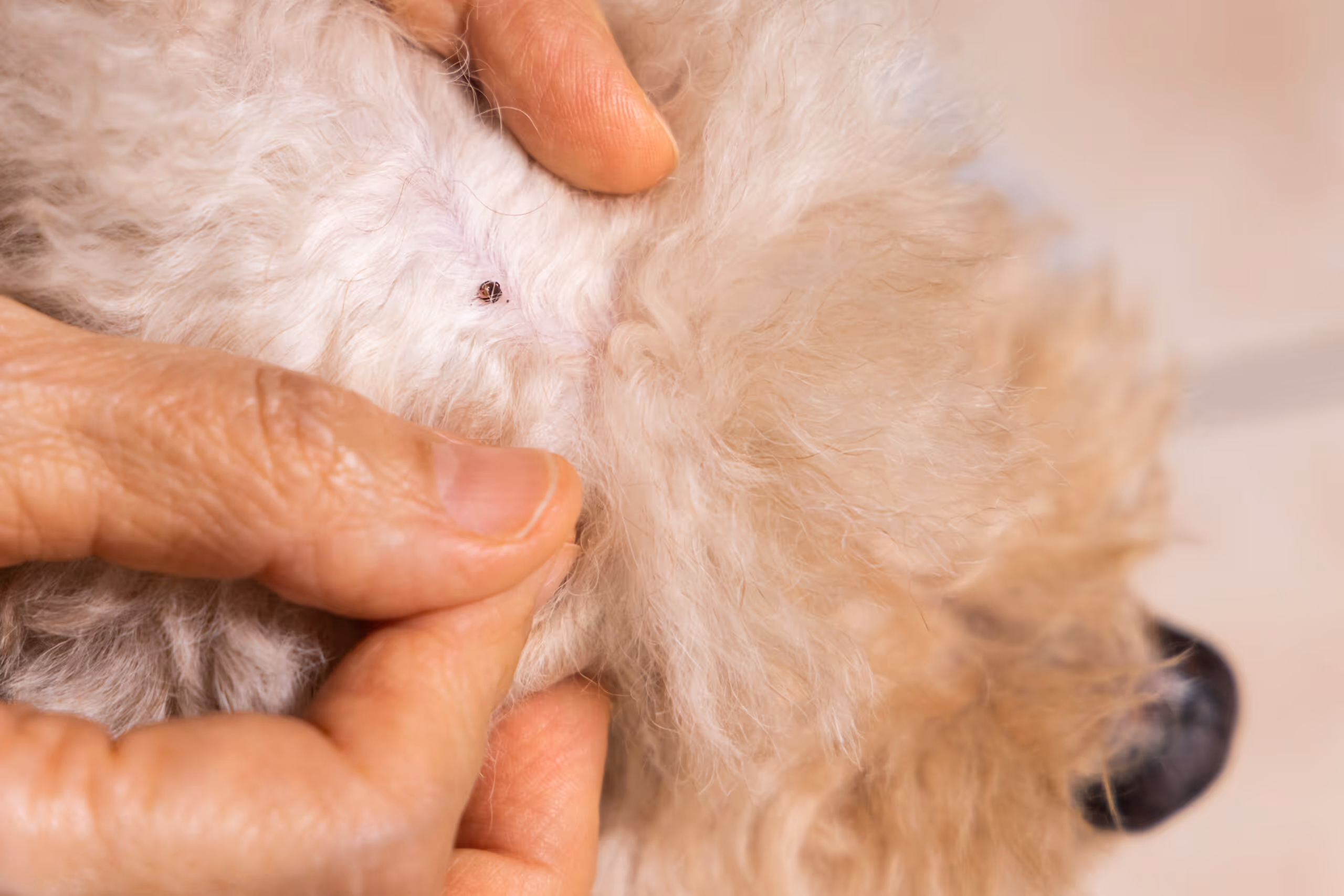 Effective Flea Control Solutions for Homes and Pets in Nacogdoches, TX