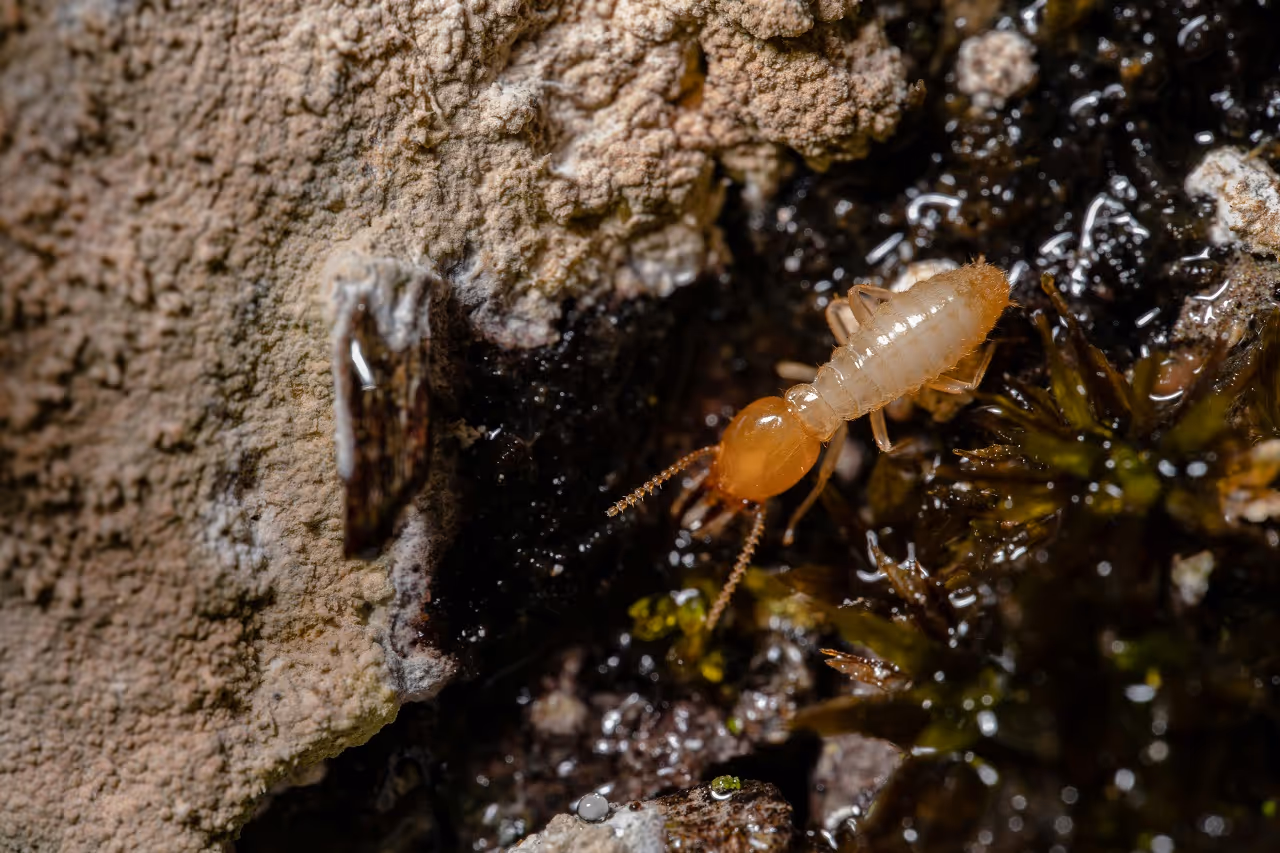 A Guide to Termite Control and Prevention in Polk County, TX