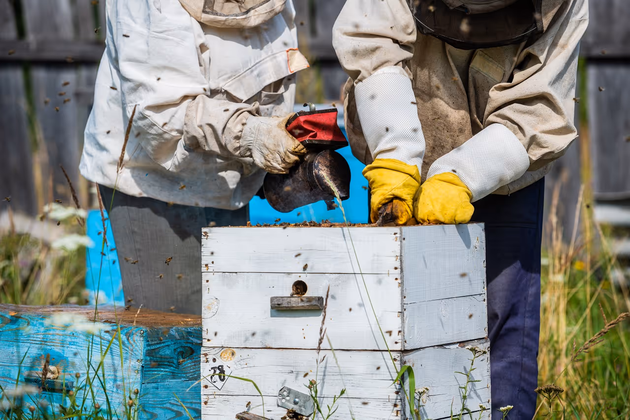 Professional Bee Removal Services Near Lufkin, TX