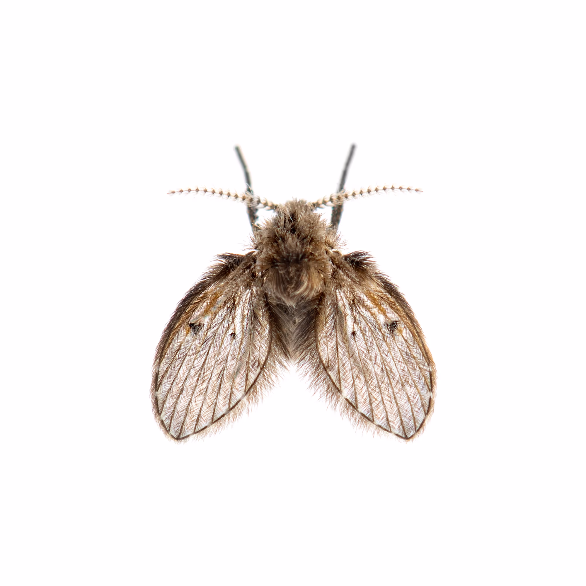 How to Handle Drain Fly Infestations in Lufkin, TX