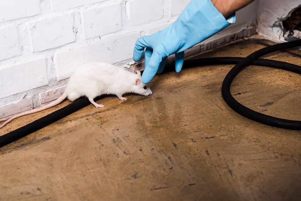 Professional Rodent Control Services in Hudson, TX