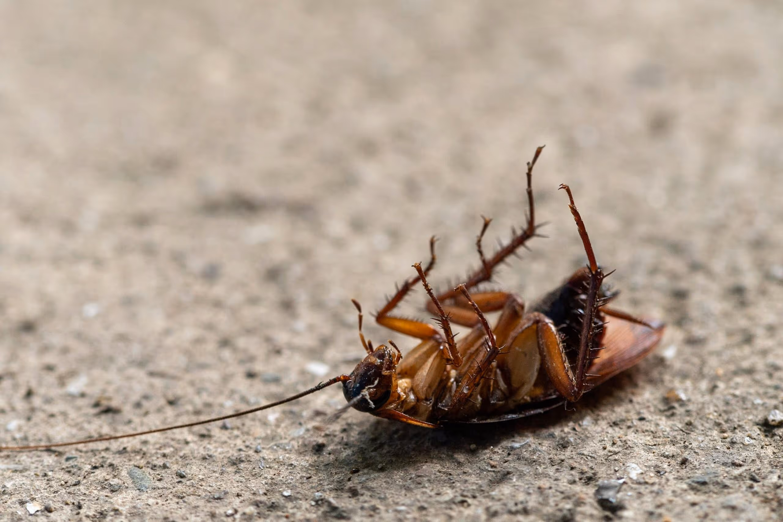 How to Get Rid of Cockroaches in Nacogdoches with Professional Help