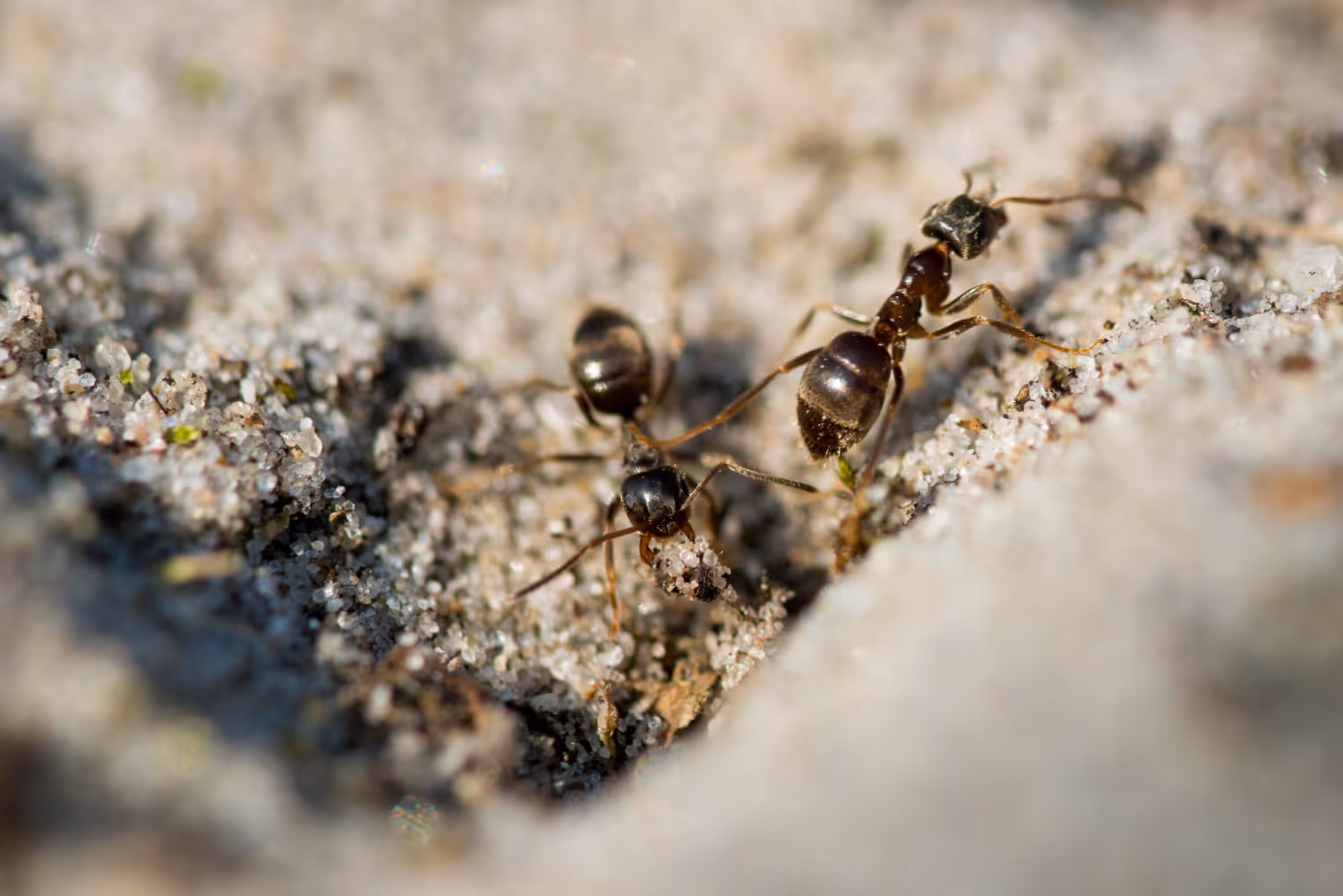 Effective Ant Extermination Services in Livingston, TX